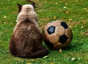 开云棋牌下载-曼联绝杀莱比锡，C罗扑点救主英超